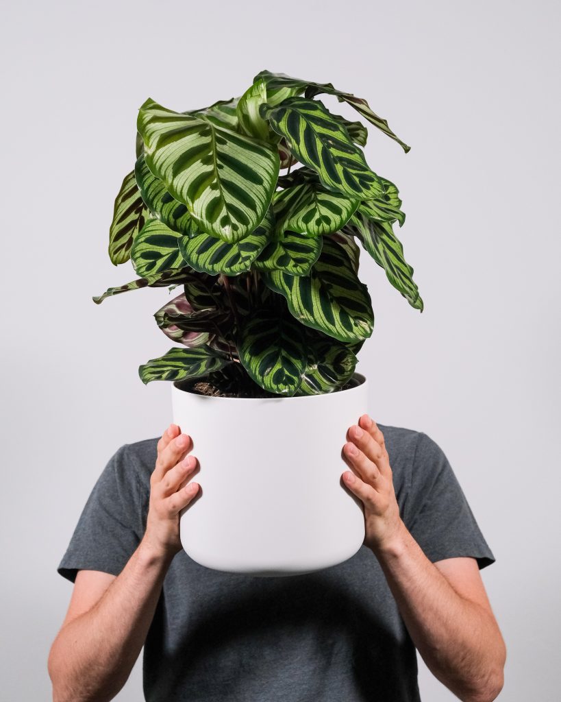 Calathea Plant - Online High Street - Cambridge Bee - Air Purifying Plants