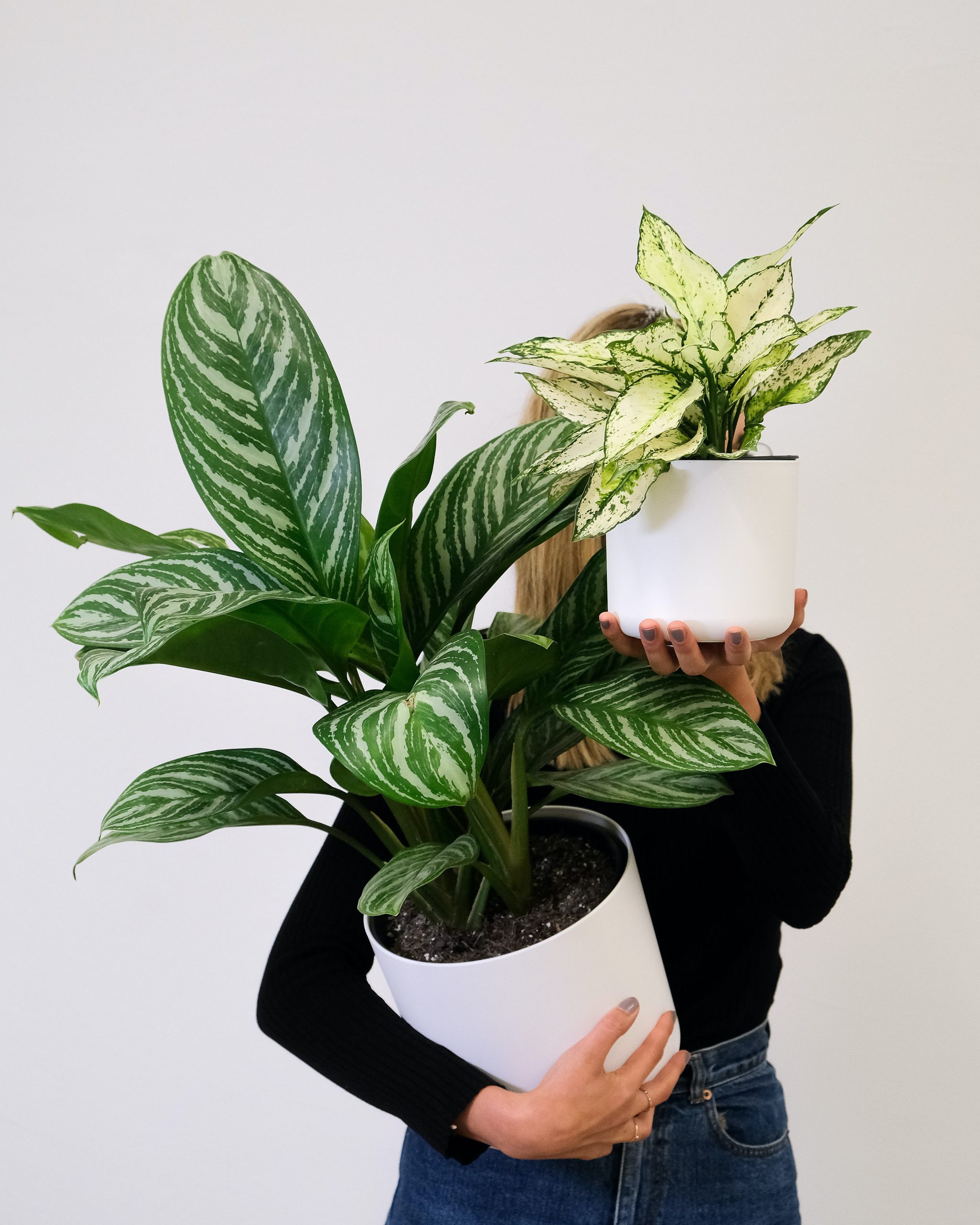 The Top 5 Houseplants to Purify Your Home in 2023