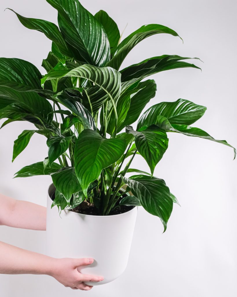 Peace Lily - Air purifying plants - Online High Street - Cambridge Bee Plant Shop