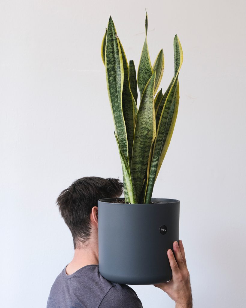 Snake Plant - Mother in Law's Tongue -  Air Purifying Plants - Online High Street - Cambridge Bee