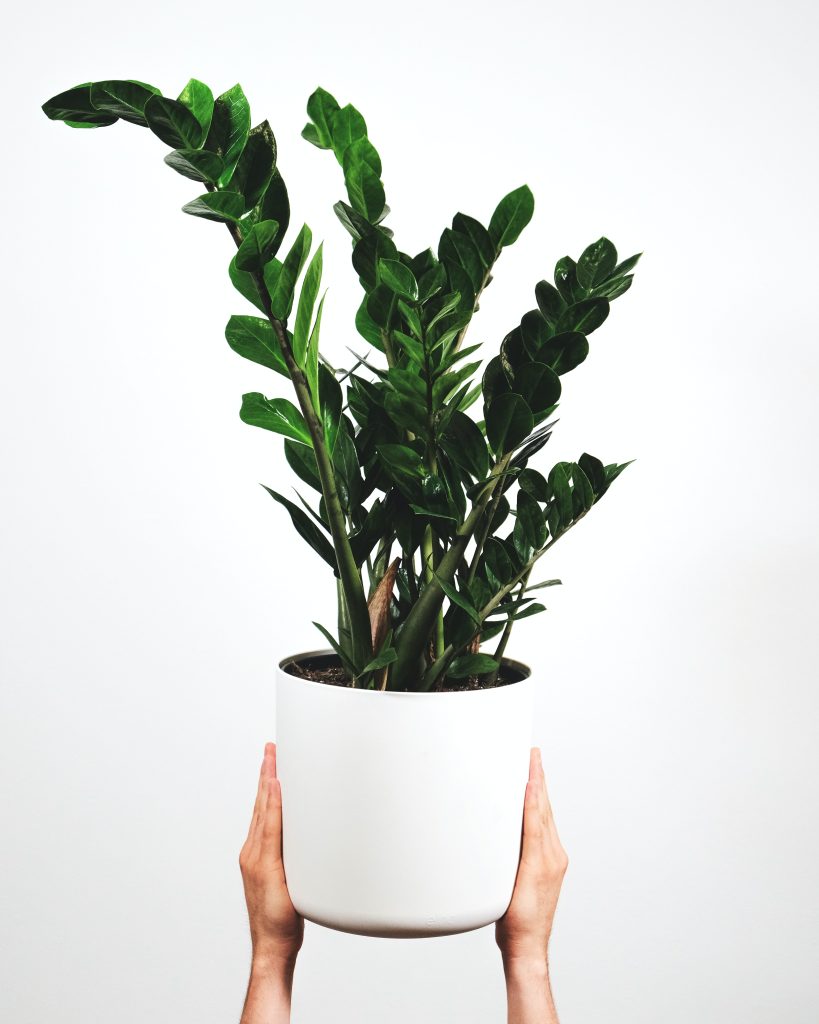 ZZ Plant - Air Purifying Plants - Online High Street - Cambridge Bee